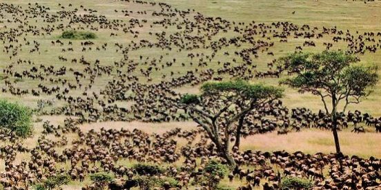 Wildebeest Migration